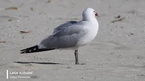 Image result for Larus audouinii