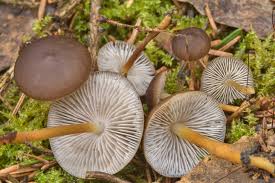 Attēlu rezultāti vaicājumam “Strobilurus esculentus”