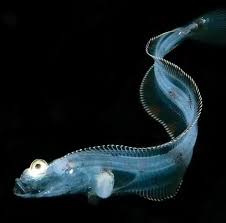 Image result for Glyptocephalus cynoglossus