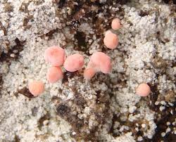 Attēlu rezultāti vaicājumam “Dibaeis baeomyces”