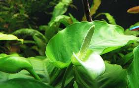 Attēlu rezultāti vaicājumam “Araceae”