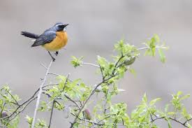 Image result for Irania gutturalis