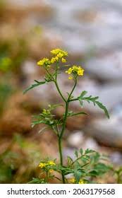 Attēlu rezultāti vaicājumam “Rorippa amphibia”