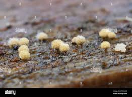 Attēlu rezultāti vaicājumam “Heterotrichia pomiformis (syn. Arcyria pomiformis)”