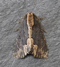 Attēlu rezultāti vaicājumam “Dypterygia scabriuscula”