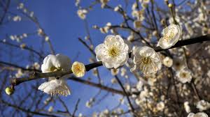 Attēlu rezultāti vaicājumam “Rosaceae”