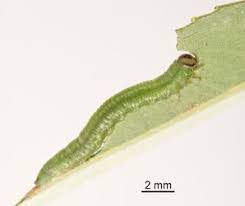 Attēlu rezultāti vaicājumam “Nematus salicis”