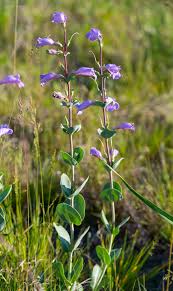 Image result for Penstemon