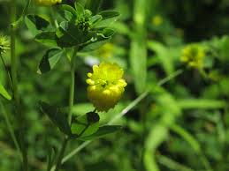 Attēlu rezultāti vaicājumam “Trifolium aureum flower”