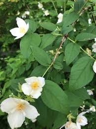 Attēlu rezultāti vaicājumam “Philadelphus coronarius leaf”