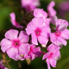 Attēlu rezultāti vaicājumam “Phlox paniculata”