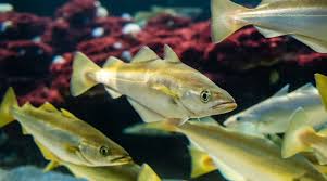 Image result for Pollachius pollachius