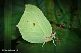 Attēlu rezultāti vaicājumam “Gonepteryx rhamni male”