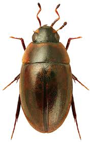 Attēlu rezultāti vaicājumam “Enochrus affinis”