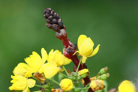 Attēlu rezultāti vaicājumam “Verbascum densiflorum bud”