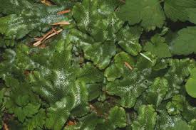 Attēlu rezultāti vaicājumam “Conocephalum”