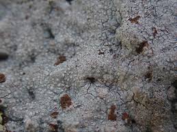 Attēlu rezultāti vaicājumam “Trapelia coarctata”