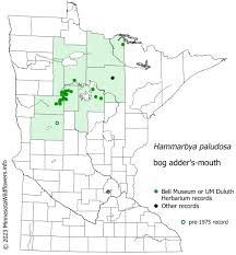 Attēlu rezultāti vaicājumam “Hammarbya paludosa fruit”