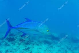 Image result for Caranx melampygus