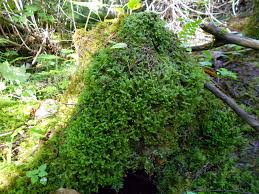 Attēlu rezultāti vaicājumam “Bazzania trilobata”