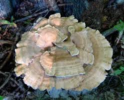 Attēlu rezultāti vaicājumam “Tyromyces chioneus”