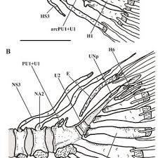 Image result for Moxostoma hubbsi