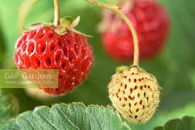 Attēlu rezultāti vaicājumam “Fragaria x ananassa fruit”