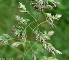 Attēlu rezultāti vaicājumam “Poa pratensis fruit”