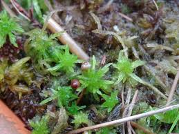 Attēlu rezultāti vaicājumam “Sphagnum sporophyte”
