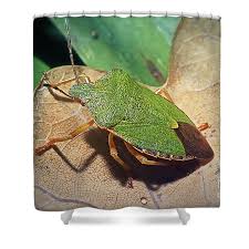 Attēlu rezultāti vaicājumam “Palomena prasina”