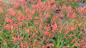 Attēlu rezultāti vaicājumam “Lophozia laxa”