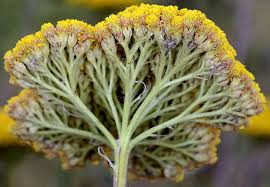 Image result for Achillea filipendulina