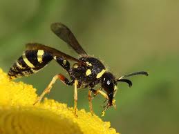 Attēlu rezultāti vaicājumam “Eumenes sp.”