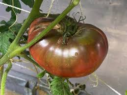 Afbeeldingsresultaat voor cherokee purple tomato