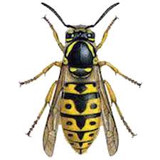 Attēlu rezultāti vaicājumam “Vespula germanica”