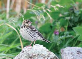 Image result for Anthus gustavi