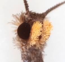 Attēlu rezultāti vaicājumam “Notocelia cynosbatella”