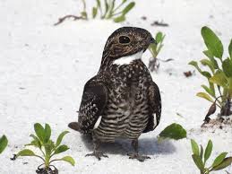 Image result for Caprimulgus aegyptius