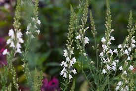 Image result for Linaria vulgaris