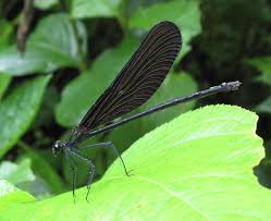 Attēlu rezultāti vaicājumam “Calopterygidae”