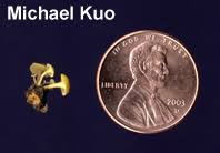 Attēlu rezultāti vaicājumam “Hymenoscyphus calyculus”