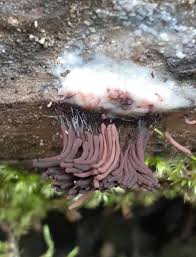 Attēlu rezultāti vaicājumam “Stemonitis splendens stalked”