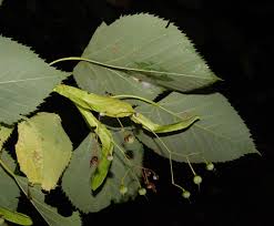Attēlu rezultāti vaicājumam “Tilia platyphyllos subsp. platyphyllos”