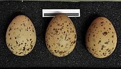 Attēlu rezultāti vaicājumam “Larus argentatus eggs”