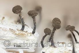 Attēlu rezultāti vaicājumam “Chaenotheca brunneola”