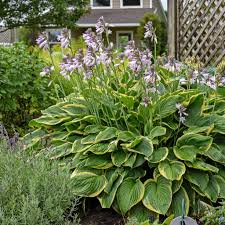Image result for Hosta fortunei albomarginata