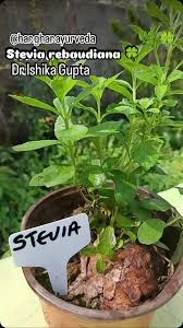Image result for Stevia rebaudiana