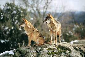 Attēlu rezultāti vaicājumam “Canis lupus”