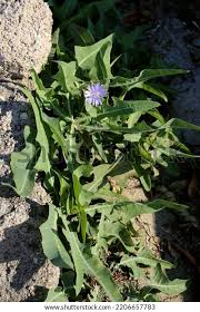 Attēlu rezultāti vaicājumam “Lactuca tatarica flower”