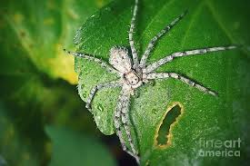 Attēlu rezultāti vaicājumam “Philodromus margaritatus”